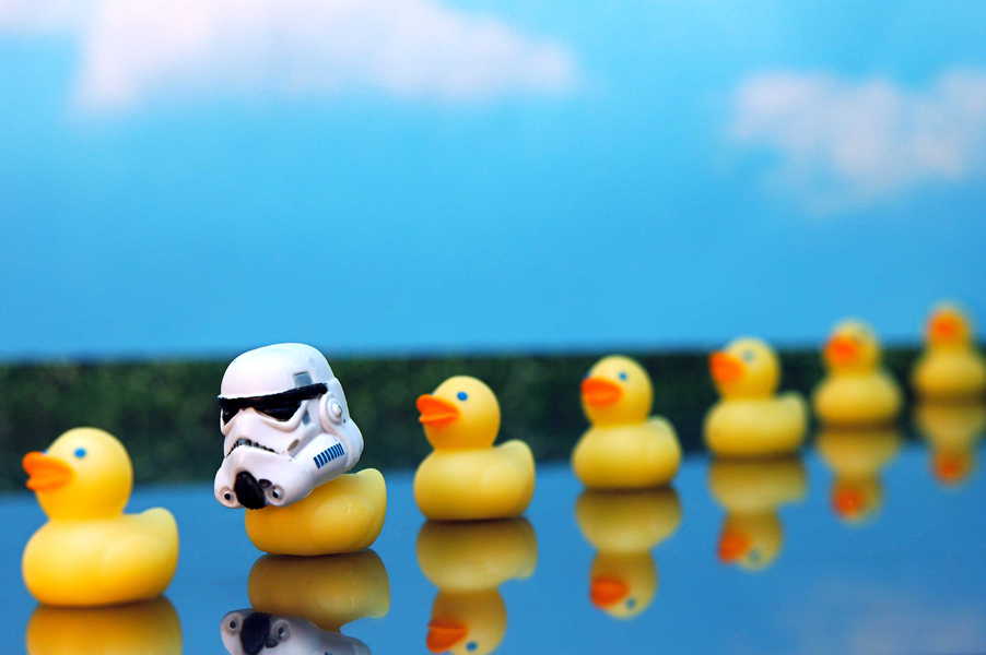 Photo of a row of ducks, and one has a stormtrooper helmet