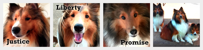 Shelties Justice, Liberty, and Promise